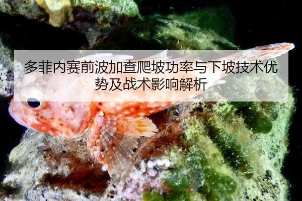 多菲内赛前波加查爬坡功率与下坡技术优势及战术影响解析